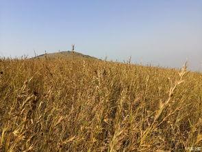黄金大草原吃瓜,一场吃瓜盛宴的奇幻之旅