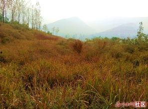 黄金大草原吃瓜,一场吃瓜盛宴的奇幻之旅