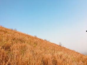 黄金大草原吃瓜,一场吃瓜盛宴的奇幻之旅