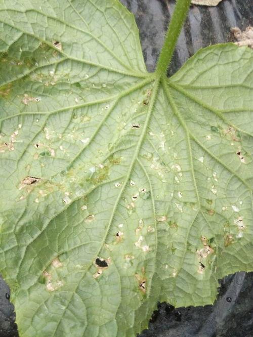 吃瓜叶子瓢虫怎样防治,绿色健康的植物保护之道