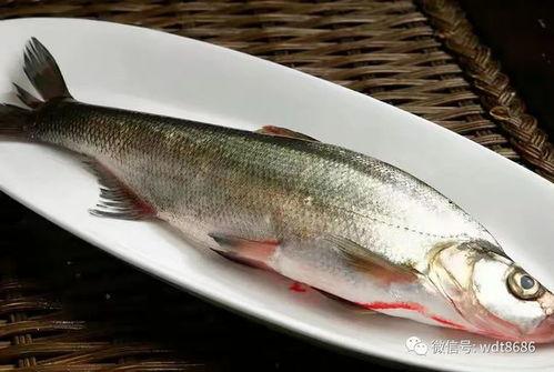 鱼仔扒门缝吃瓜,揭秘吃瓜背后的趣味瞬间