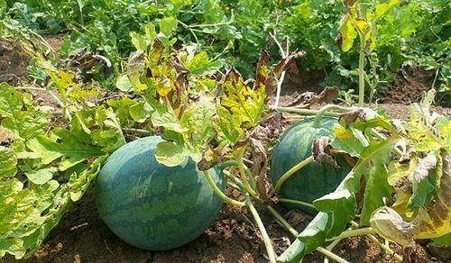 真实缅甸北部吃瓜,一场别开生面的“吃瓜”盛宴