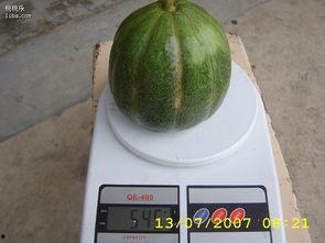 冀州吃的青皮瓜,夏日消暑佳品，口感独特风味浓