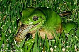 青蛙震惊吃瓜,揭秘动物界的“吃瓜群众”现象