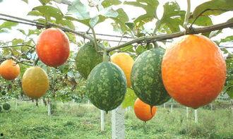 吊瓜如何炒着吃,家常美味新尝试