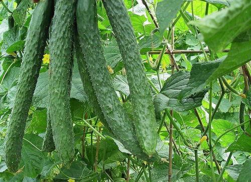 绿色梨瓜怎么吃,探索健康美味的新选择