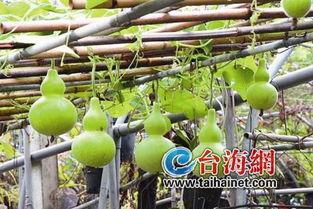 儿童吃葫芦瓜,儿童健康成长的绿色伙伴