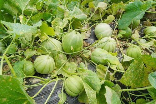 金沙县吃瓜,瓜果飘香，品味田园生活