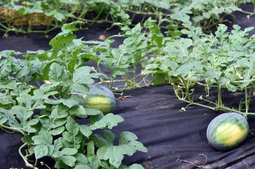 瓜杆怎么吃,探索创意瓜杆食用新方式