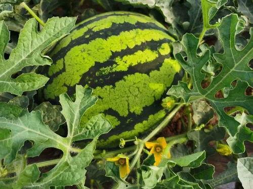 大王王吃瓜,揭秘娱乐圈幕后故事