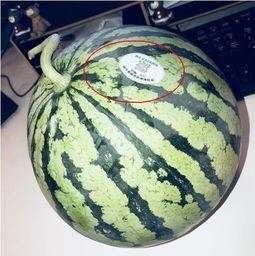 定州网红吃瓜,揭秘网络红人的幕后故事