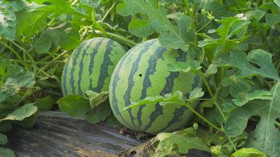 北美vince吃瓜视频,揭秘娱乐圈幕后真相