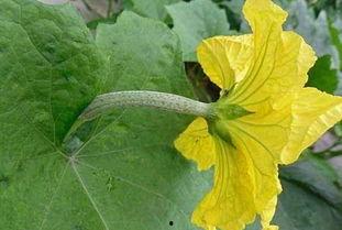 生瓜花可以吃嘛怎么吃,探索美味与营养的奥秘